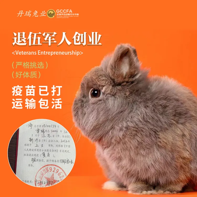 宠物兔活物进口荷兰侏儒兔二代双血统单血统垂耳兔纯种茶杯兔活体