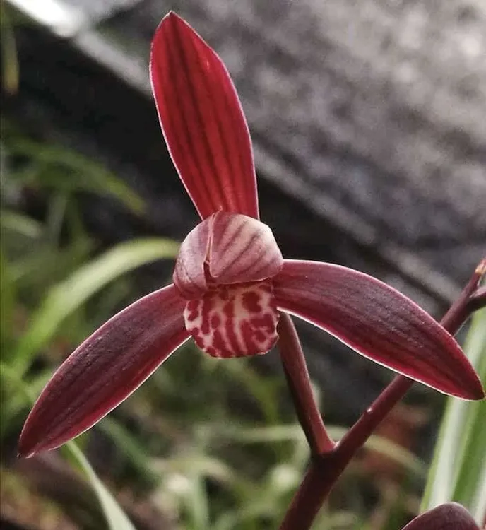 建兰墨宝浓香夏季开花室内外易活盆栽花卉