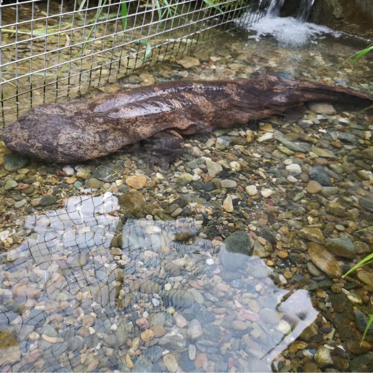 娃娃鱼生鲜水产活体仿生态养殖优质大鲵