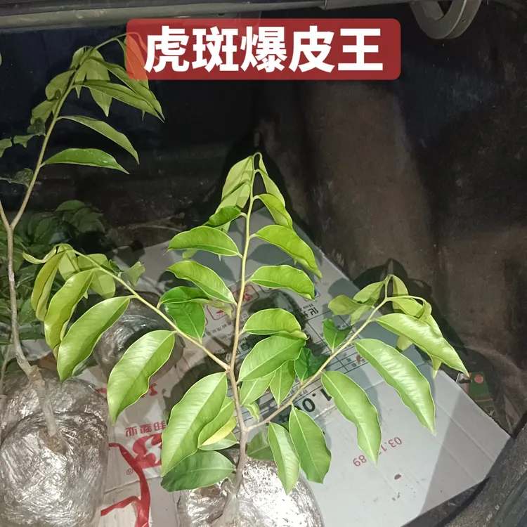 嫁接苗，国香一代苗虎斑爆皮王