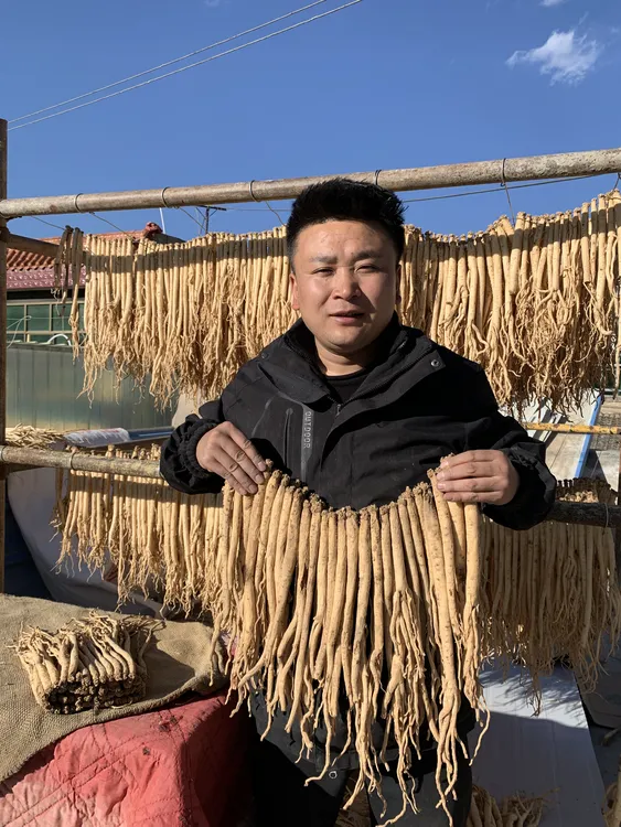 甘肃岷县精选新货党参大条特大条滋补煲汤原产地直发党参产地直销