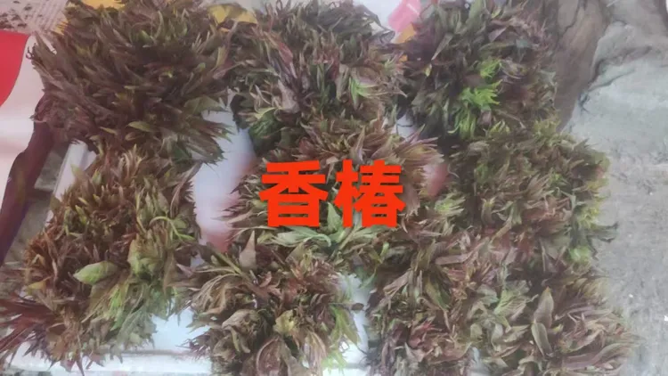 苗--家的散养-猪