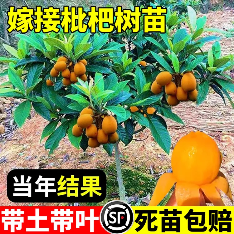 冰糖枇杷树苗南北方种植枇杷苗树无核特大果树苗大五星枇杷果苗树