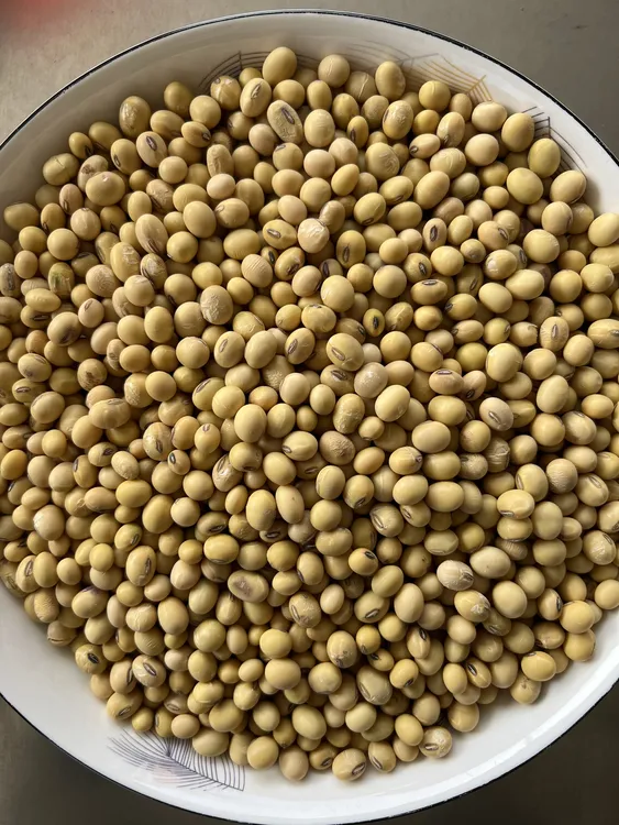 豆谷之乡—老品种黄豆