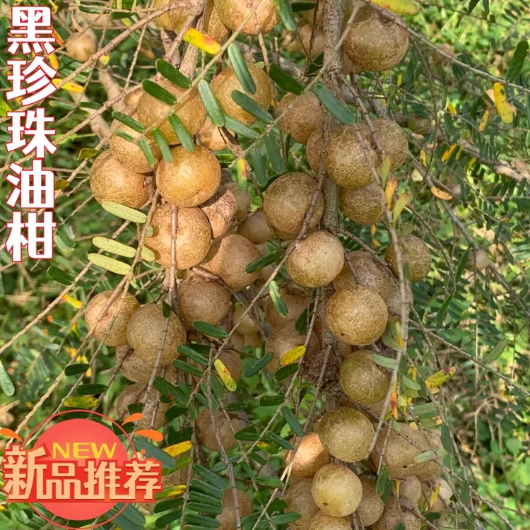 揭阳农民兄弟新品推荐高山黑珍珠油甘脆肉甘甜多汁无渣果园直发