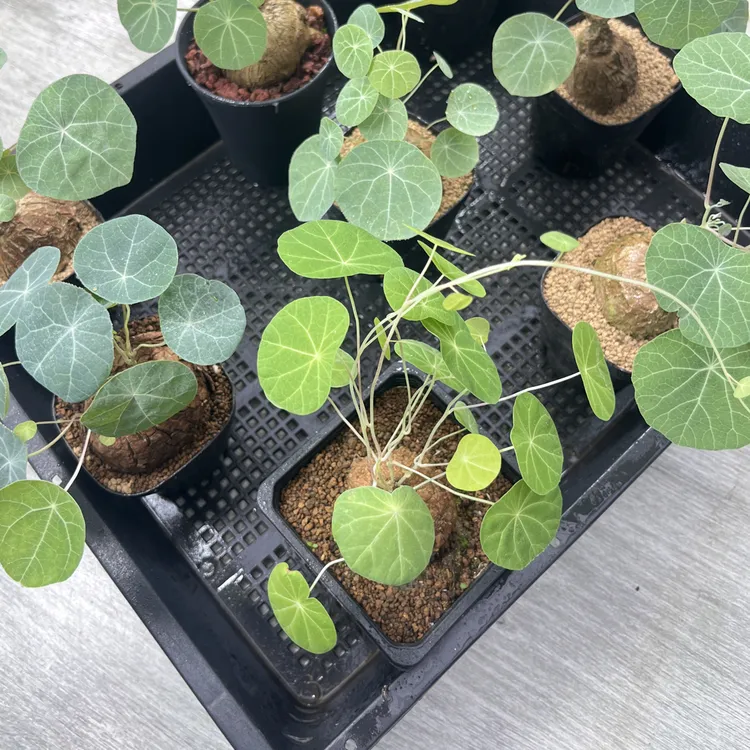 一物一拍蓝叶龟植物块根所见即所得