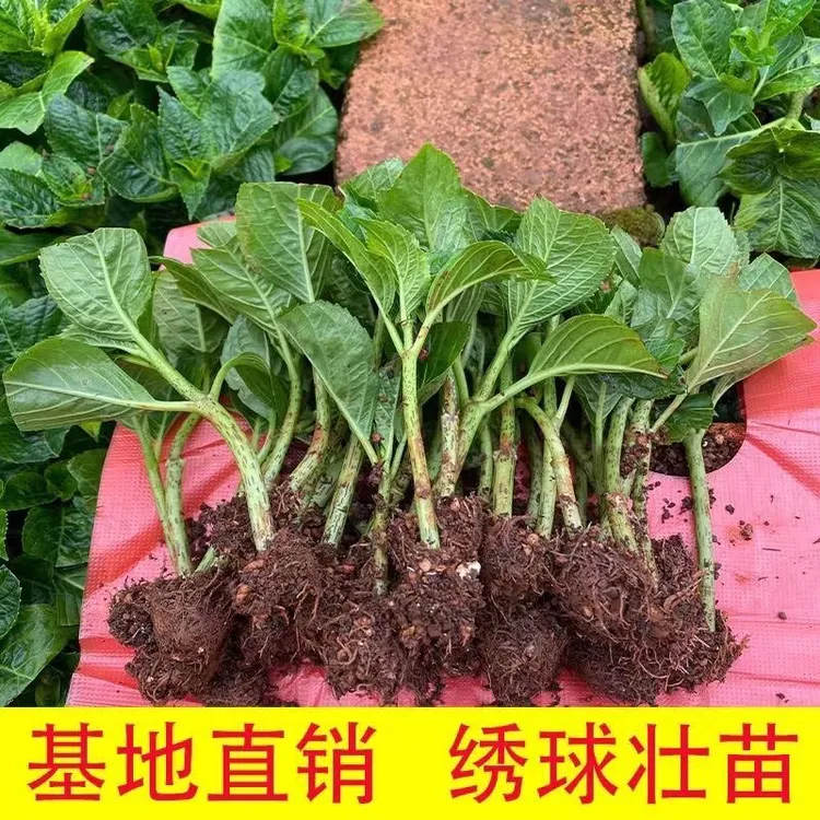 云南绣球花苗四季开花适合室内外阳台庭院盆栽