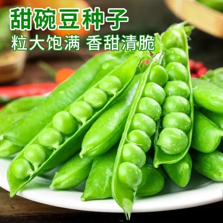 甜脆豌豆种子种籽青碗豆种青豆高产庭院农家四季秋冬季孑豌豆种