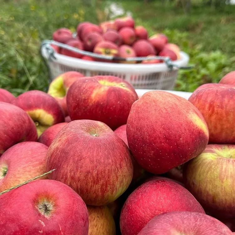 【主播专属】云南昭通红露丑苹果新鲜现摘脆甜多汁当季水果