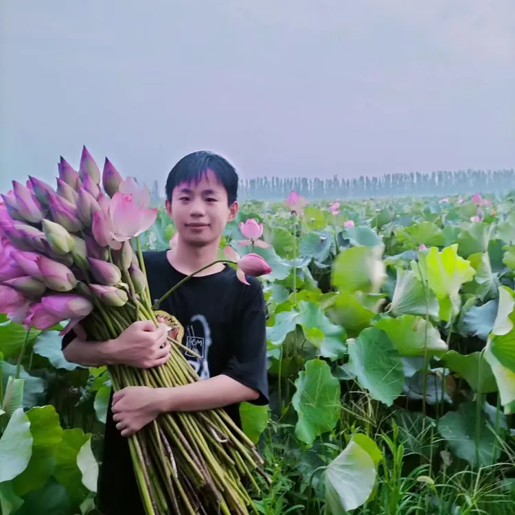现采现发荷花花苞带杆发货，可观赏