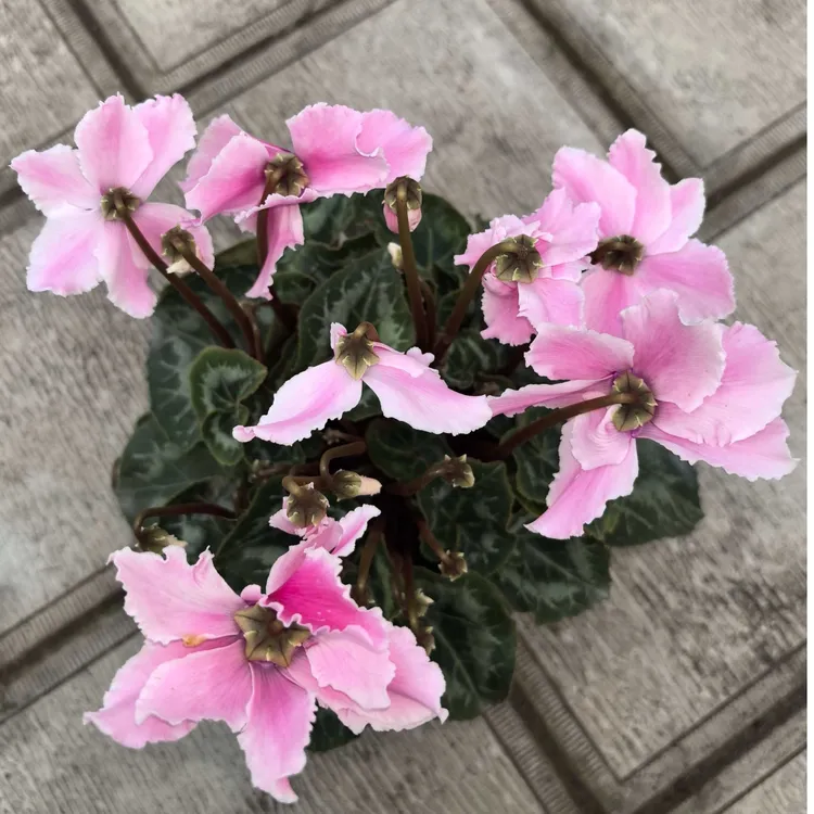 【皱边水粉】仙客来盆栽带花苞室内花卉四季开花好养观花植物