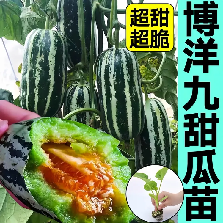 酥瓜苗甜宝博洋甜瓜秧苗绿植羊角蜜超甜香瓜苗原土发四季薄皮高产