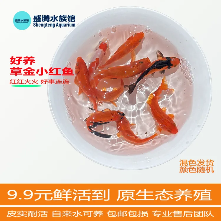 【活体】红草金鱼观赏鱼淡水鱼好养耐活新手闯缸鱼