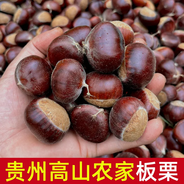 贵州农家高山鲜板栗 现摘现发粉糯香甜毛油栗子蒸煮食用新鲜坚果
