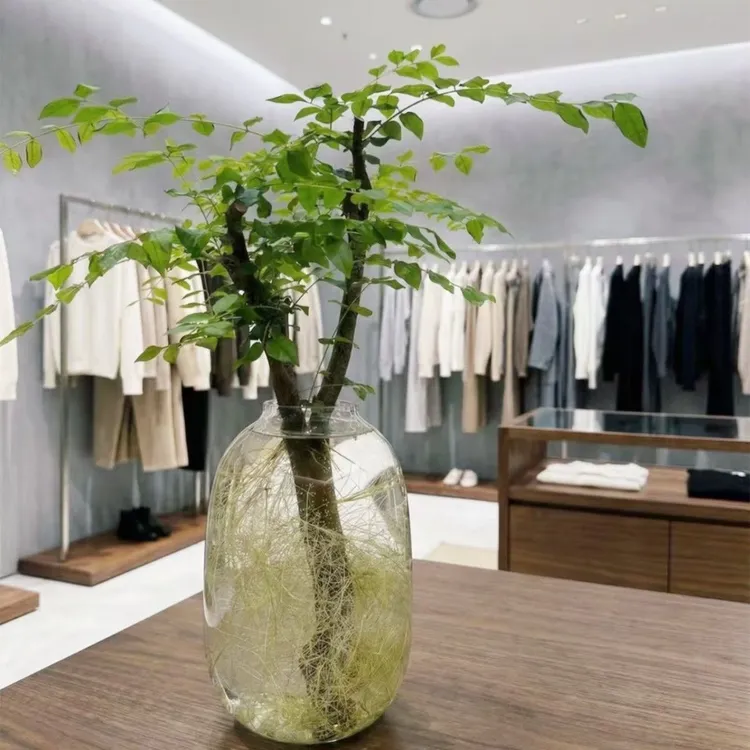 小叶女贞老桩水培鲜枝鲜切水培绿植摆件室内四季懒人好养绿植茶室