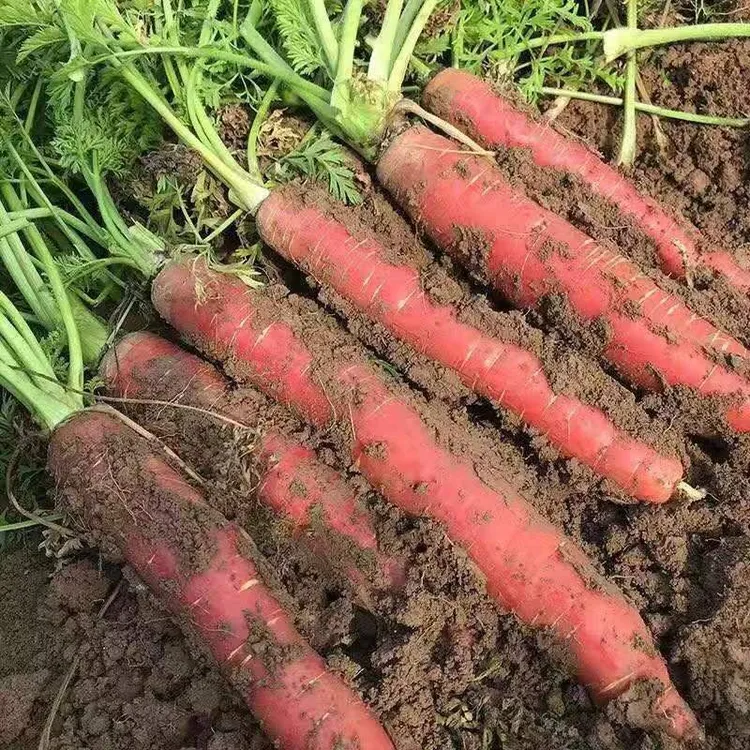 【正宗陕西沙地水果红萝卜】现挖现发新鲜蔬菜宝宝辅食渭南红萝卜