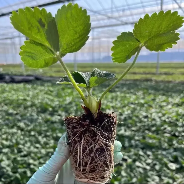 四季结果草莓苗奶油草莓种苗盆栽地栽精品穴盘红颜丹东四季结果商品图