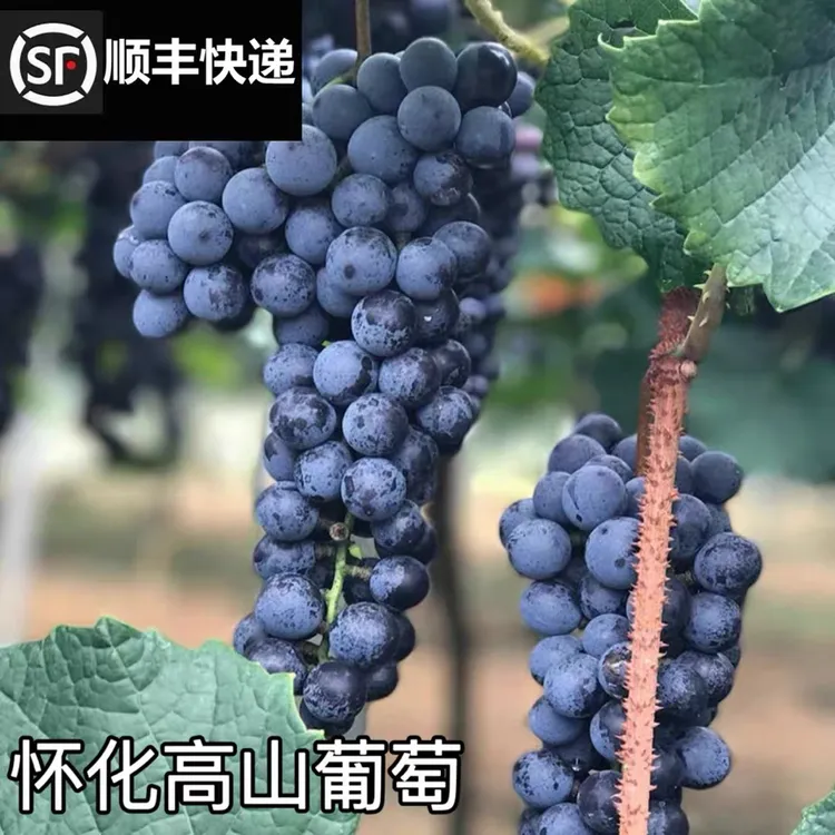 湖南怀化高山刺葡萄2号新鲜水果可酿酒