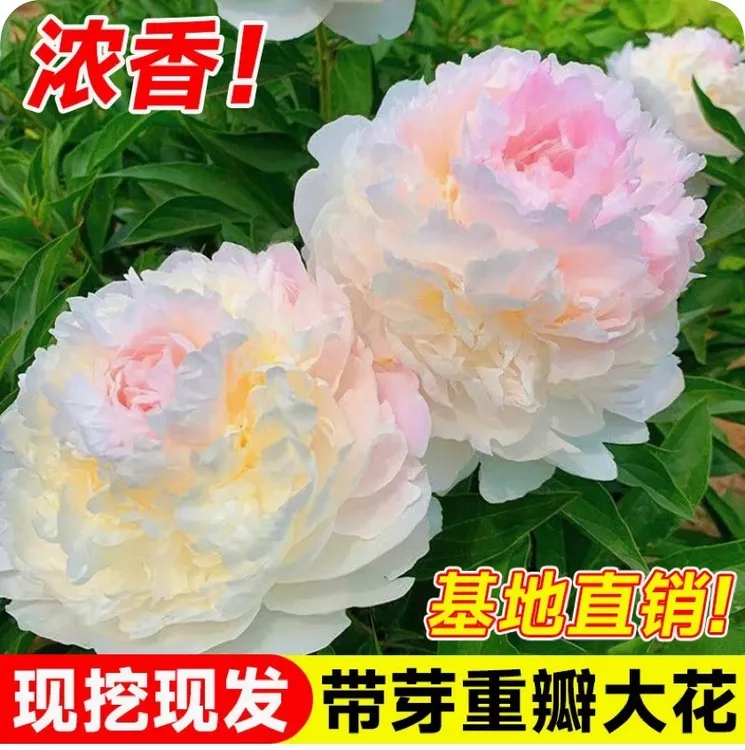 【耐寒重瓣】耐寒大花重瓣浓香型芍药根块盆栽地栽