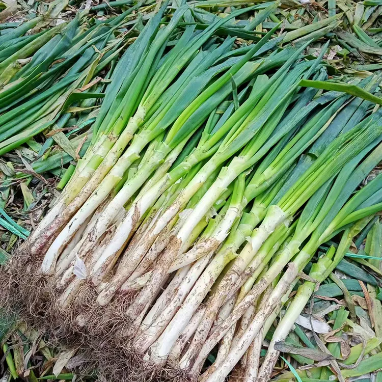 铁杆大葱新鲜山东大葱农场直发蘸酱调味菜正宗脆嫩微辣大葱