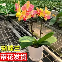 蝴蝶兰盆栽带花客厅室内桌面绿植物四季好养兰花大苗年宵花卉盆景