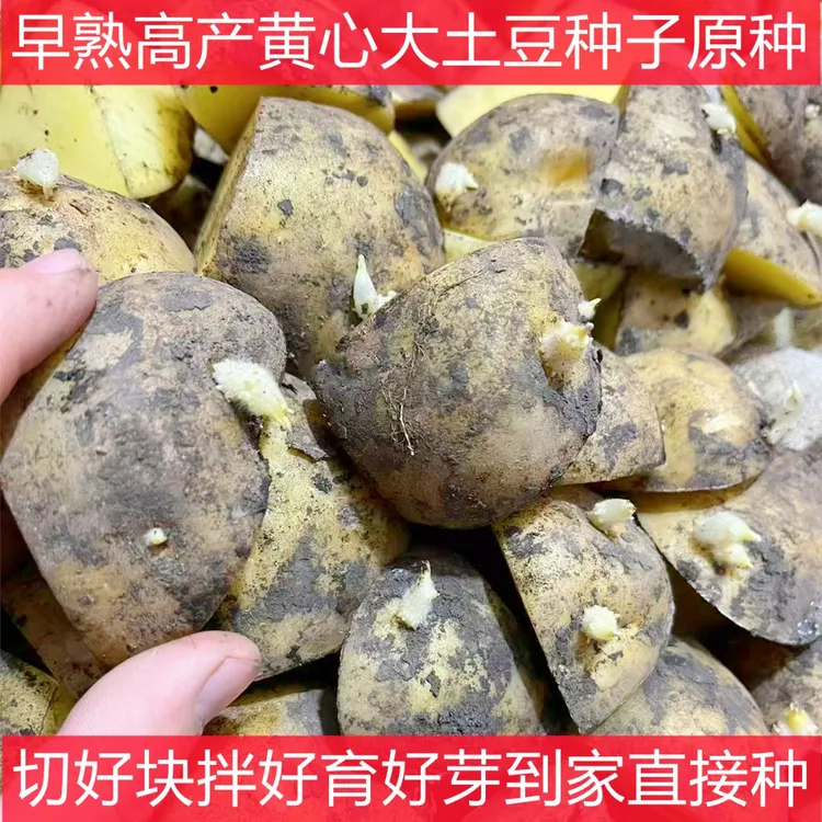 高产脱毒黄心东北早熟土豆种子带芽切好马铃薯洋芋大土豆原种孑栽商品图