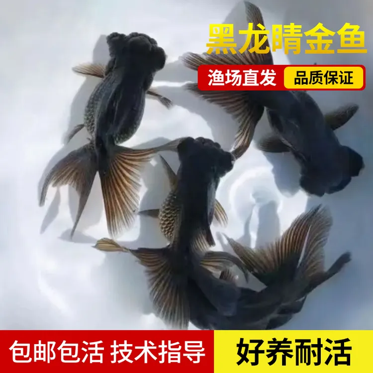 观赏鱼 丹顶金鱼 红狮头 红鎏金 黑龙睛 花元宝 好养好活 混搭