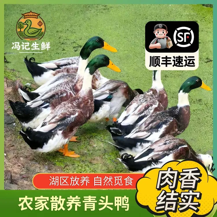 广西青头鸭新鲜现杀净重4.5-5斤重水库散养 （黄皮红肉-不带内脏）