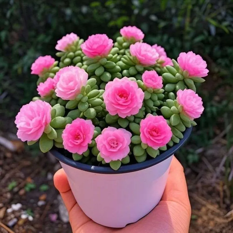 招财开花彩色玉缀多肉植物盆栽适合阳台室内新手好养防辐射