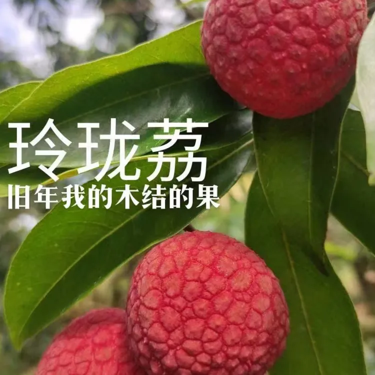 多种品种荔枝果苗当年结果可盆栽地栽口感清甜带蜜味