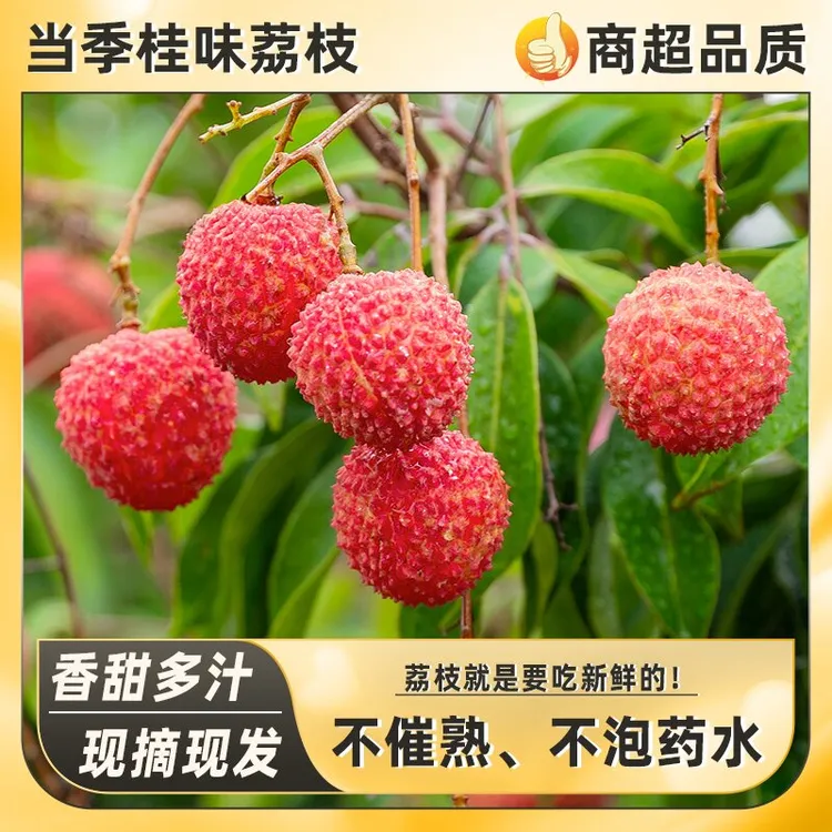 广东荔枝新鲜上市桂味荔枝纯甜无酸岭南老树现摘精品大果水果直发