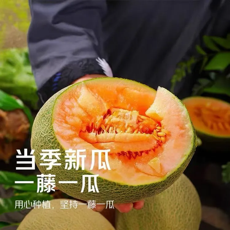 D【坏果包赔】海南正宗海沙地哈密瓜新鲜蜜瓜甜脆爽口爆汁果肉