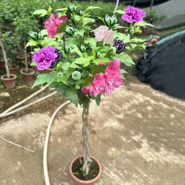木槿花盆栽重瓣木槿棒棒糖花苗庭院绿化地栽风景树可食用木槿树苗