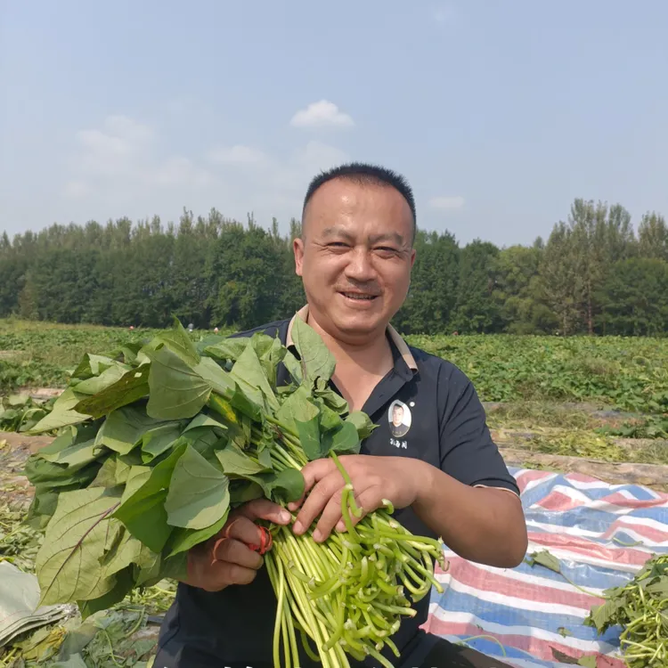 河南特色淅川红薯杆酸菜