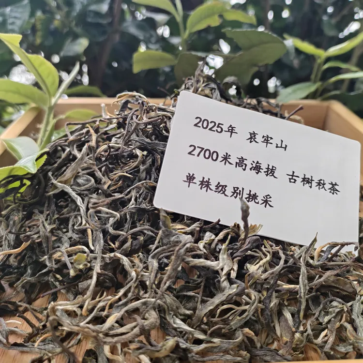 【顺丰包邮】2025年 秋 哀牢山 古树 混采