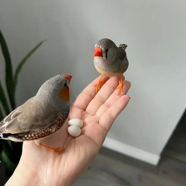 珍珠鸟宠物鸟观赏鸟小巧可爱温顺粘人灰色白色驼色皆有