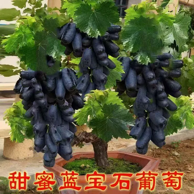蓝宝石葡萄果树树苗可盆栽可地栽南北方种植当年结果