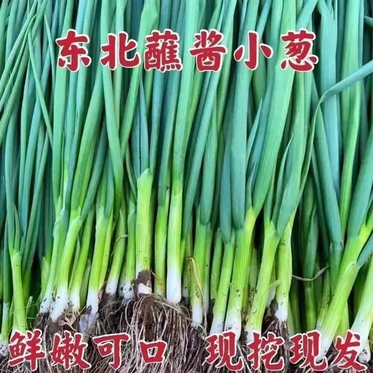 东北农家自种小旱葱现摘现发新鲜采摘蘸酱小葱小香