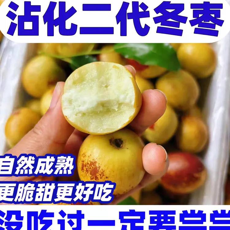 山东沾化二代冬枣 新鲜现摘当季水果 