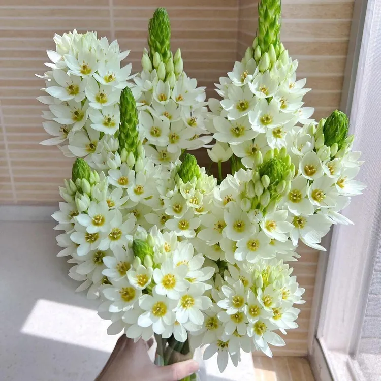 新鲜圣心百合鲜花可水养适合室内家居装饰云南直发商品图