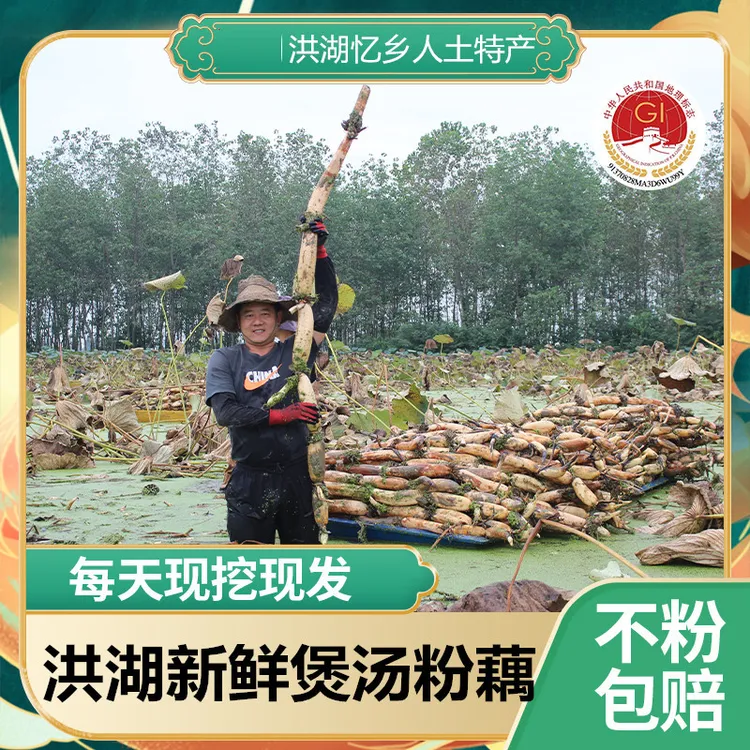 正宗洪湖新鲜煲汤粉藕糯米藕湖北特产现挖九孔莲藕精选中段藕