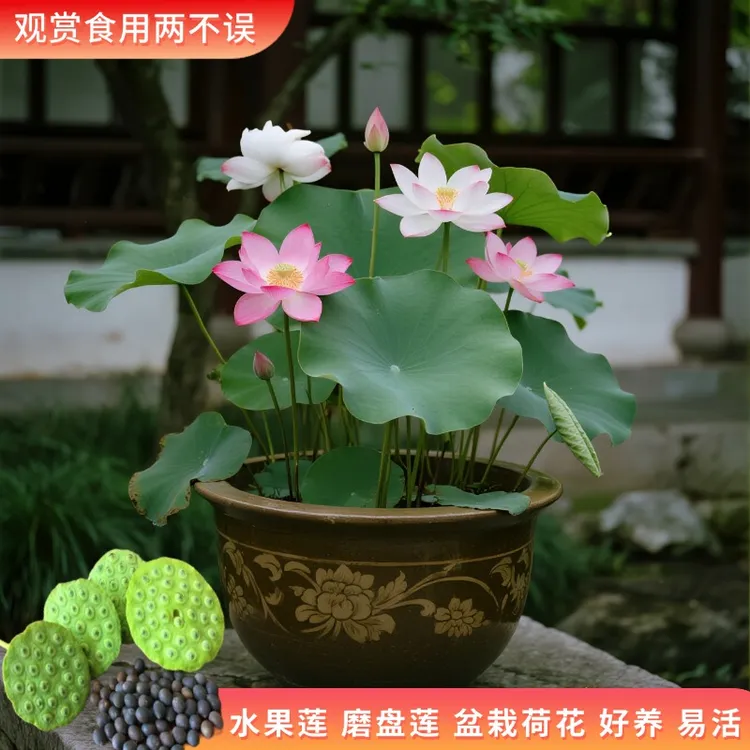 水果莲盆栽荷花种子粉莲磨盘莲赏花采莲观赏食用莲蓬盆栽地栽水培