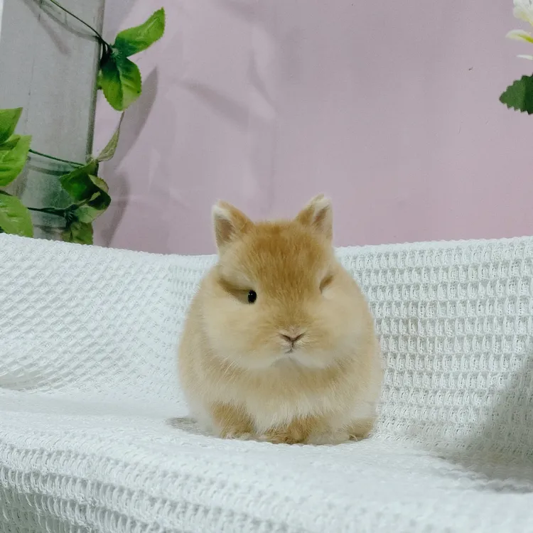 双血统侏儒迷你长不大北京宠物兔性格温顺适合儿童饲养