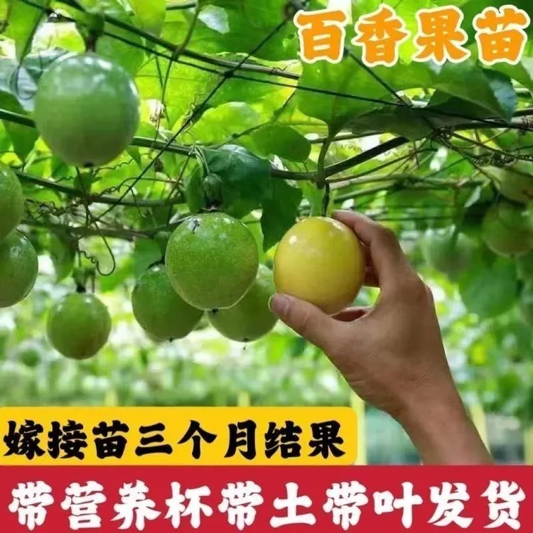 广西正宗黄金百香果纯甜9号当年结果四季不断南种植方