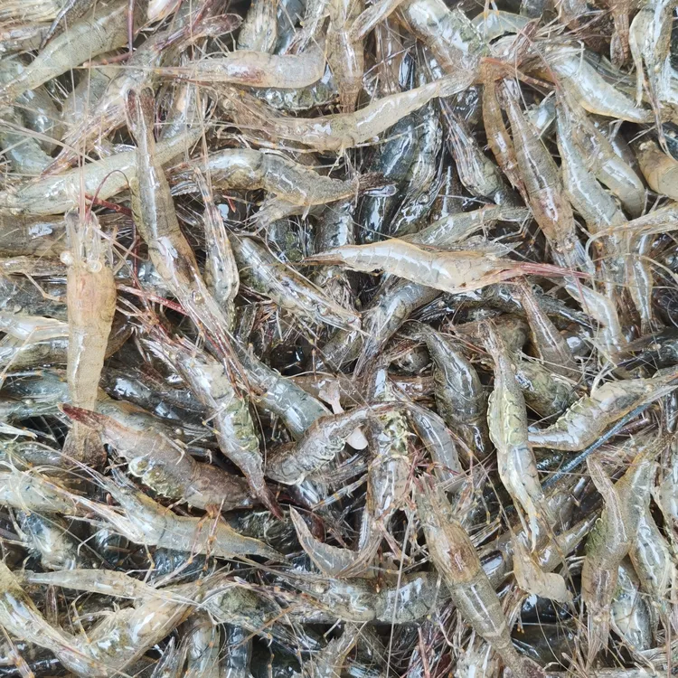 清水河虾青虾明虾淡水小虾米沥水速冻急冻锁鲜食用喂鱼喂龟喂宠物