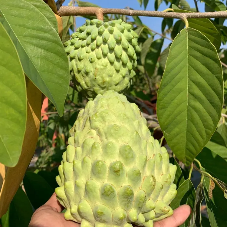 2025新鲜云南牛奶凤梨释迦果