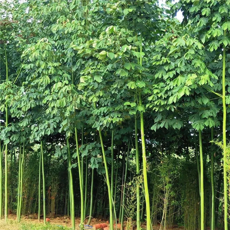 中国梧桐树苗青桐树苗庭院绿化风景树绿化苗木行道树青桐苗桐麻树