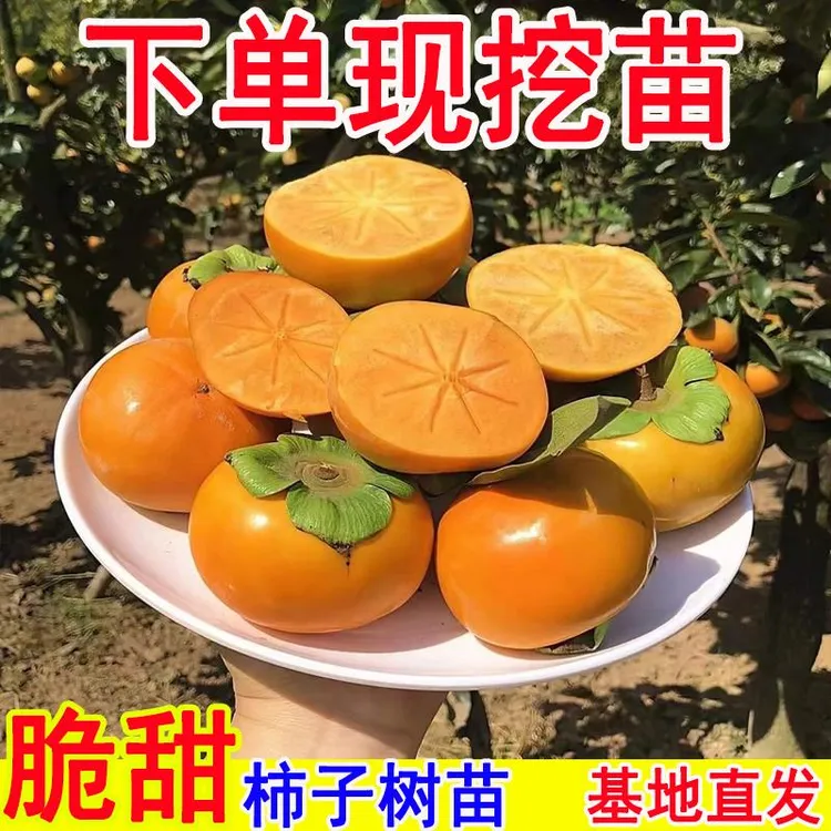柿子树果苗脆甜直接吃的甜火晶嫁接矮化庭院果树特大号南北方耐寒