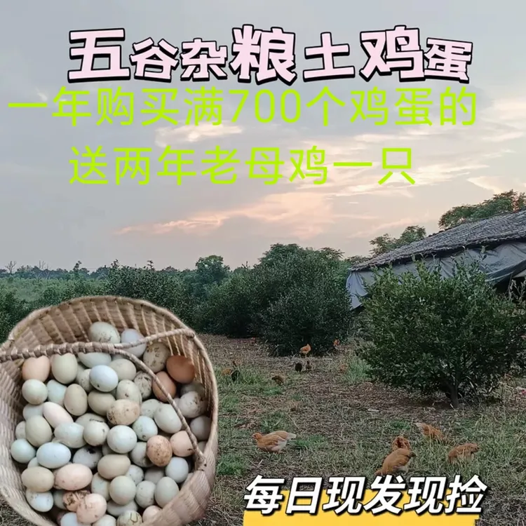 正宗农家纯粮食散养新鲜土鸡蛋乌鸡蛋绿壳宝宝月子蛋30枚顺丰包邮