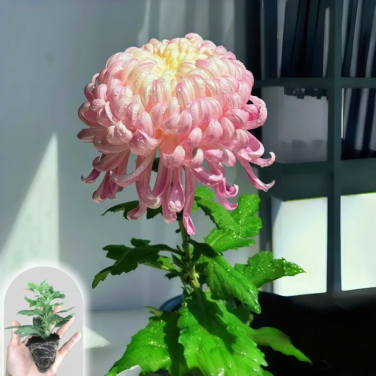 【国华圣者】绿植盆栽扦插苗优质菊花苗小雏菊国华菊苗重瓣超大花苗